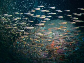 School of Parapriacanthus at a cave in Izu