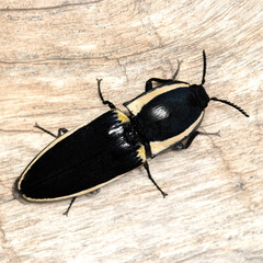 Click beetle