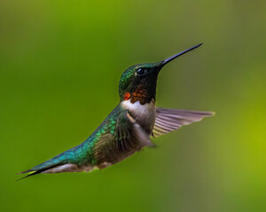 Close up of a Ruby-throated hummingbird (Archilochus colubris) hovering in the air with blurred wings. 
