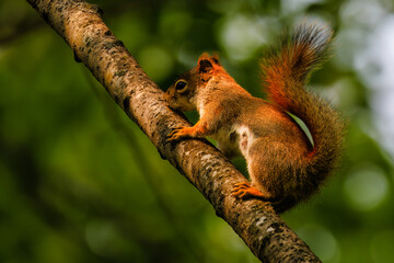 Close up of an American Red Squirrel (Tamiasciurus hudsonicus) on a tree limb during spring. Selective focus, background blur and foreground blur.
