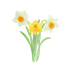 水彩絵の具で描いた水仙のお花