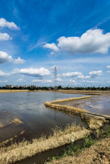 Paddy field with blue sky and clouds in ZhouWu, Dongguan, china during summer. Scenery of the rice fields in the slack farming season . 