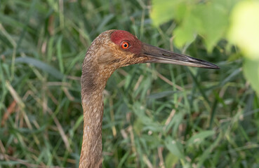 portrait of sandhill crane with bright orange eye and sharp beak in front of green background
