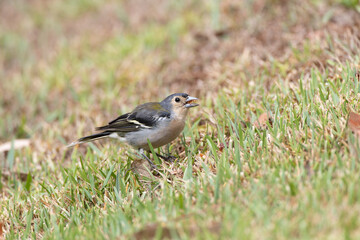 Madeira Chaffinch, Fringilla maderensis