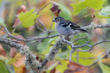 Madeira Chaffinch, Fringilla maderensis