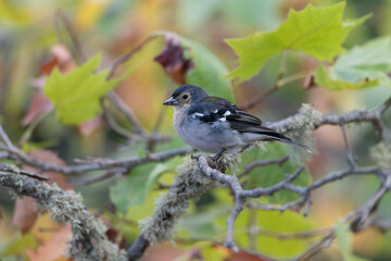 Madeira Chaffinch, Fringilla maderensis