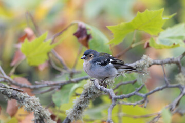 Madeira Chaffinch, Fringilla maderensis