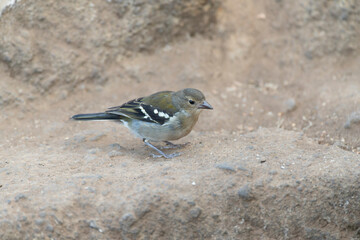 Madeira Chaffinch, Fringilla maderensis