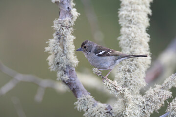 Madeira Chaffinch, Fringilla maderensis