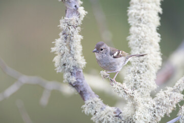 Madeira Chaffinch, Fringilla maderensis