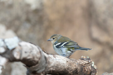 Madeira Chaffinch, Fringilla maderensis