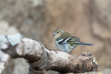 Madeira Chaffinch, Fringilla maderensis