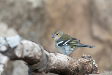 Madeira Chaffinch, Fringilla maderensis