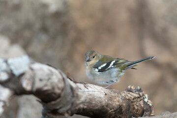 Madeira Chaffinch, Fringilla maderensis