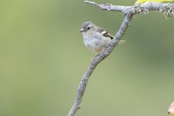 Madeira Chaffinch, Fringilla maderensis