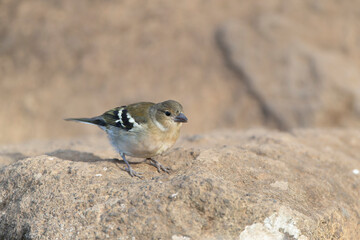 Madeira Chaffinch, Fringilla maderensis