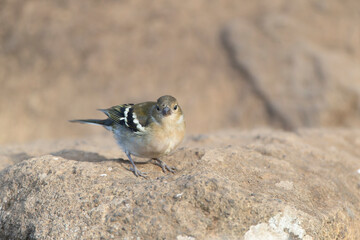 Madeira Chaffinch, Fringilla maderensis
