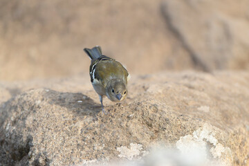 Madeira Chaffinch, Fringilla maderensis