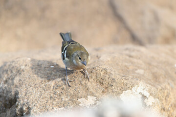 Madeira Chaffinch, Fringilla maderensis