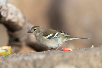 Madeira Chaffinch, Fringilla maderensis