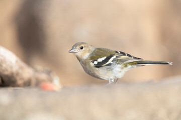 Madeira Chaffinch, Fringilla maderensis