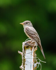 Eastern wood pewee (Contopus virens) on its perch and looking for insects to catch and eat. 
