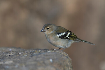 Madeira Chaffinch, Fringilla maderensis