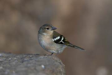 Madeira Chaffinch, Fringilla maderensis