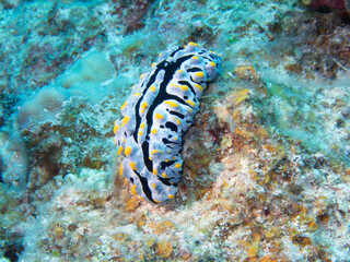 Phyllidia coelestis