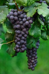 Close-up of bunches of ripe black red wine grapes on vine