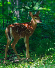 Naklejka na ściany i meble Close up of a White-tailed deer (Odocoileus virginianus) fawn with spots standing in an opening in the forest during spring. 