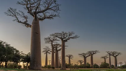 Foto op Canvas The famous alley of baobabs at sunset. Beautiful trees with thick trunks and fancy crowns against a blue-orange sky. Madagascar. Morondava. © Вера 