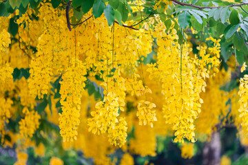 golden shower flower blooming in sprintime