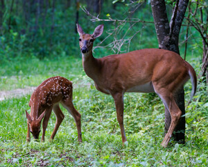 White-tailed deer (Odocoileus virginianus) fawn with spots grazing on grass with its mother in a forest clearing. 
