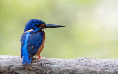 A blue-eared kingfisher bird alcedo meninting looks up in a perched pose looking for food