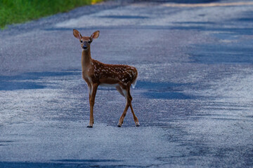 White-tailed deer (Odocoileus virginianus) fawn with spots standing on an old asphalt road during summer. 

