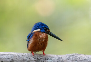 A blue-eared kingfisher bird alcedo meninting looks up in a perched pose looking for food