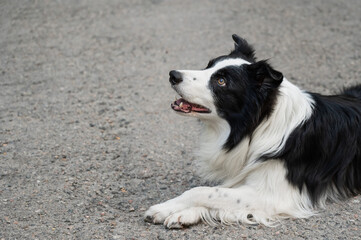 Portrait of a black and white border collie lying on the pavement. 