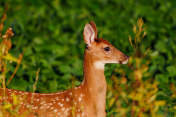 Close up of a white-tailed deer (Odocoileus virginianus) fawn with spots standing on the edge of a soybean field during summer. Selective focus, background blur, foreground blur
