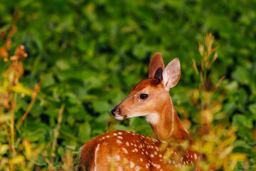 Close up of a white-tailed deer (Odocoileus virginianus) fawn with spots standing on the edge of a...