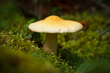 Gypsy mushroom with umbrella hat growing in green moss.