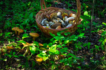 Basket with boletes on the ground near growing mushrooms and leaves.