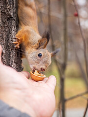 A squirrel in the autumn eats nuts from a human hand. Eurasian red squirrel, Sciurus vulgaris