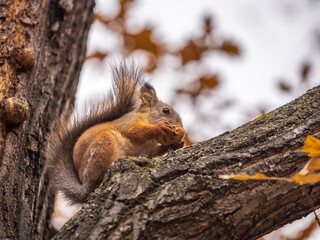 The squirrel with nut sits on tree in the autumn. Eurasian red squirrel, Sciurus vulgaris.