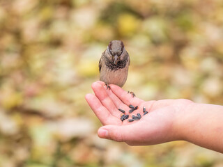 Sparrow eats seeds from a man's hand