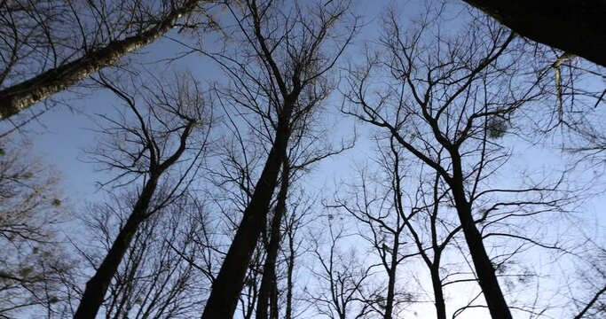 leafless deciduous trees in the spring season, beautiful bare branches of deciduous trees after winter