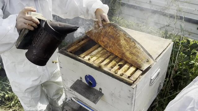man checks the beehive at home apiary in summer, karpatka, buckfast