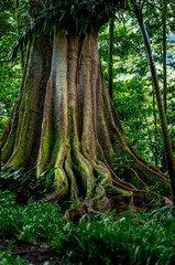 Old Growth Banyan Tree Covered in Green Moss in Hawaii.