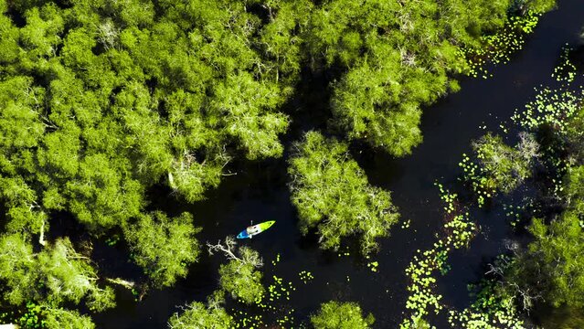 4K Aerial view of Caucasian man kayaking along mangrove forest in sunny day. People enjoy outdoor active lifestyle travel nature canoeing or row the boat on summer holiday vacation. Ecotourism concept