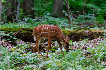 White-tailed deer (Odocoileus virginianus) fawn with spots feeding in a meadow in the forest during spring. 
